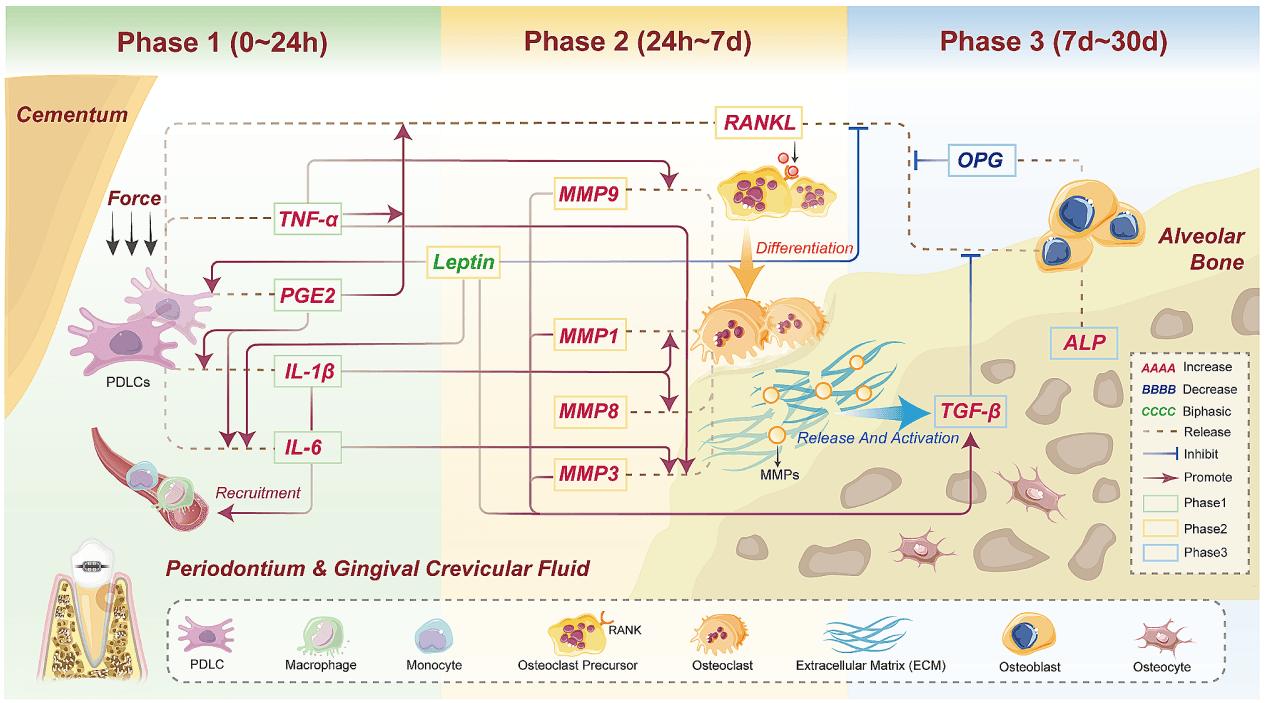 Fases da biologia do movimento dentário ao longo do tempo