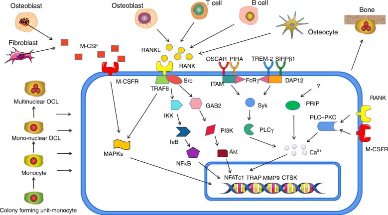 Diferenciação e mecanismos de formação dos osteoclastos — as células responsáveis pela reabsorção óssea que permite a movimentação. Fonte: Int J Oral Sci (PMC, 2021)