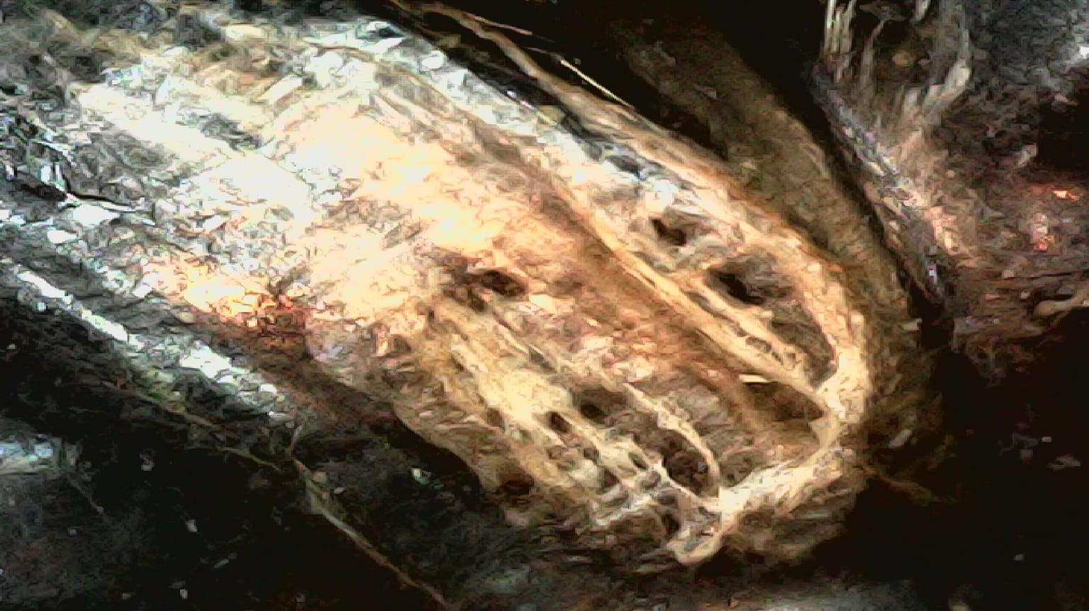 foto de microscópio, área oclusal de um alinhador após 7 dias de uso em paciente bruxonamo.